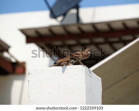 Bird in the City. Eurasian tree sparrows (Passer montanus) on a column with a part of residential building in Bangkok, Thailand.