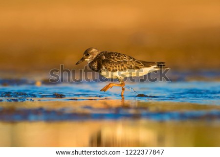 Cute water bird. Common bird Ruddy Turnstone. Colorful nature background. Bird: Ruddy Turnstone. Arenaria interpres.