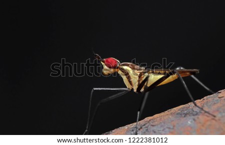 Macro Photography of Tiny Insect on Rusty Iron Surface Isolated on Black Background with Copy Space