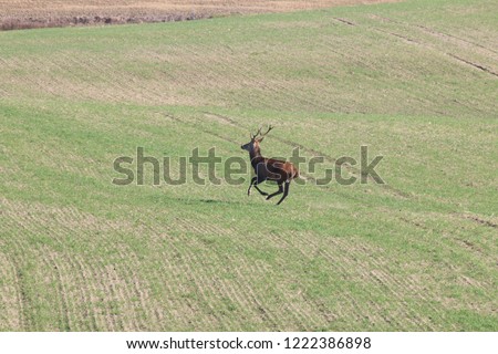 deer running out of the forest