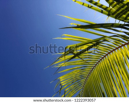 Uprisen Angle View Coconut Leaves on Dark Blue Sky 