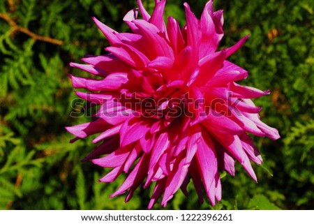 Pink dahlia in the garden. Picture of a beautiful pink dahlia