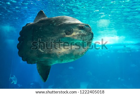 The ocean sunfish or common mola (Mola mola) – the heaviest known bony fish in the world