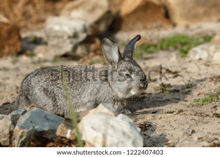 Cute little rabbit walking in the yard.