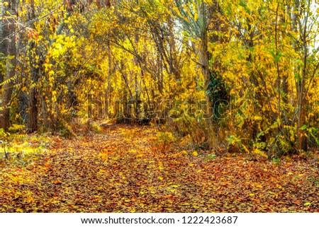image of yellow trees and fallen leaves in the autumn forest