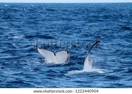 Picture of a tail and a pectoral fin of 2 whales off sydney 