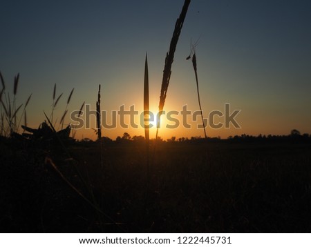Sunset Sky and grass flowers, natural silhouette