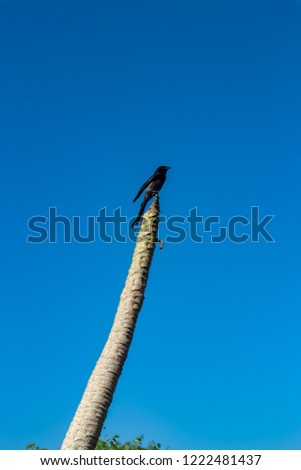 black bird on the top tree.