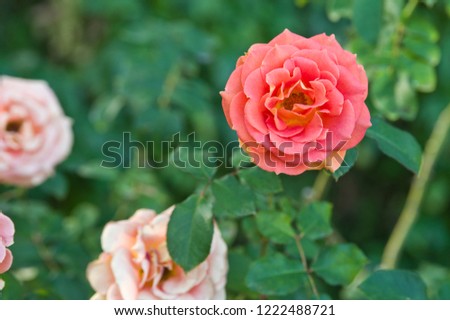 This rose is named Blass Band.