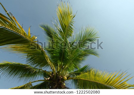 Coconut leaves, palm trees with bright blue sky.
