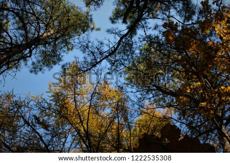 Pictures from the bottom of pine trees in autumn.