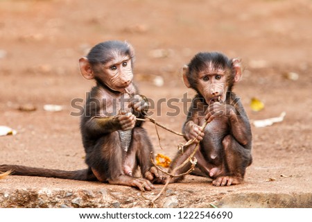 Baby Baboons playing  on the edge of the Ngorongoro Crater in Tanzania Royalty-Free Stock Photo #1222546690