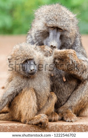Mother Baboon nursing her baby on the edge of the Ngorongoro Crater in Tanzania