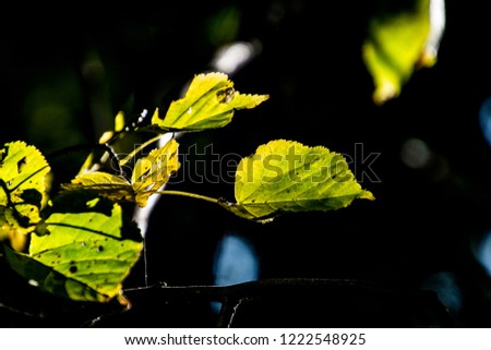 beautiful autumn leaves on a tree branch lit by warm gentle autumn sun