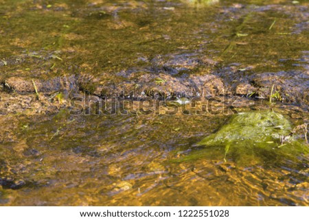 Algae at the bottom of the river