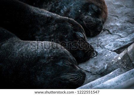 big sea lions