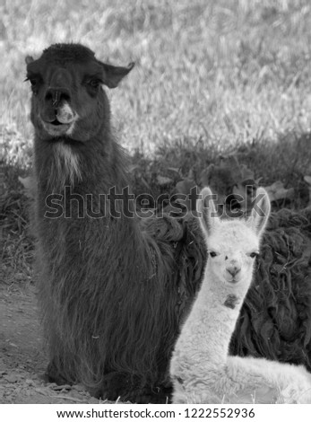 The llama mother and cub (Lama glama) is a South American camelid, widely used as a meat and pack animal by Andean cultures since pre-Hispanic times.