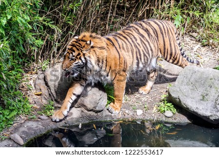 Sumatran tiger (Panthera tigris sondaica) walking by the pond with its tongue out. The tiger has a muscular body and is one of only a few striped cat species.