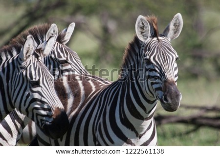 zebra in kenya safari