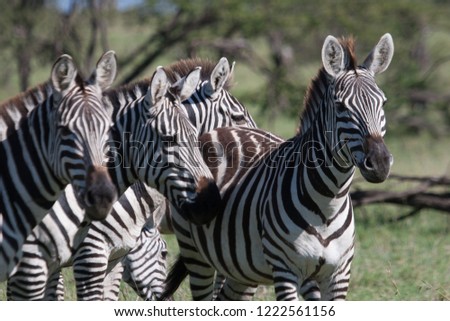 zebra in kenya safari
