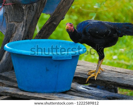 Hen is the animal keeping in people house of Thailand they love to eat .