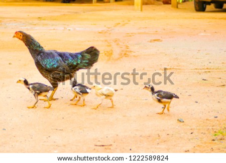 Hen is the animal keeping in people house of Thailand they love to eat .