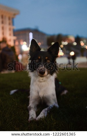 Border collie laying on the grass in city centre