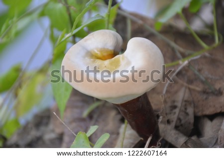 Mushroom jpeg image