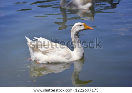 Swan jpeg image