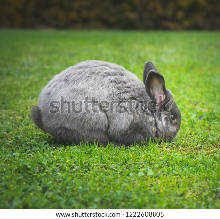 Up close with a rabbit in the park 