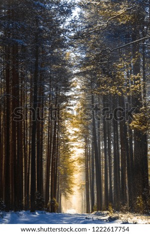 Winter in pine trees forest