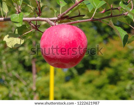 Red apple orchards
