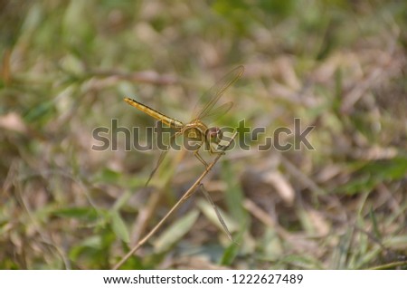 Dragonfly jpeg image