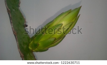 Beautiful dragon fruit flower on a white background.