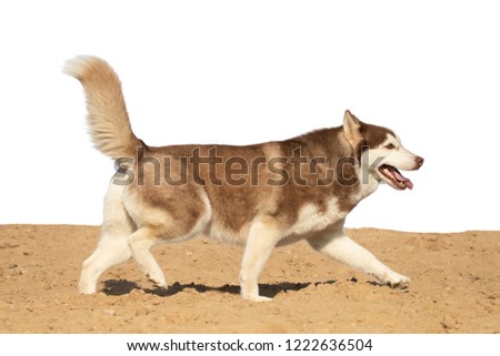 Red brown dog Husky breed jumps on the sand on a white background