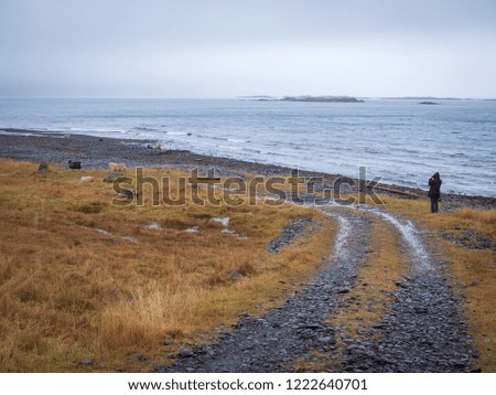 Tourist girl taking pictures of sheeps at the Atlantic Ocean beach in Iceland
