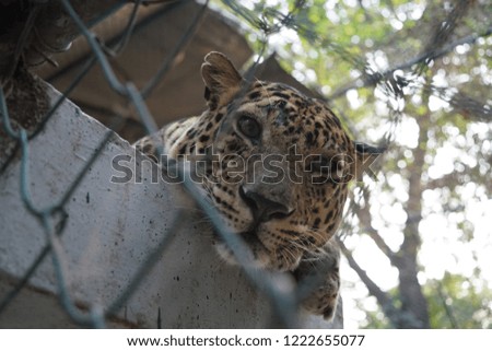 A Leopard Close Up..