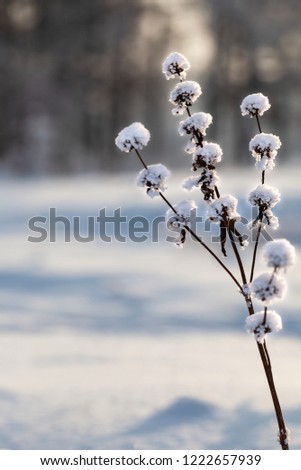Beautiful frozen plants in the winter forest, scenic Christmas landscape or background, blurred, with bokeh
