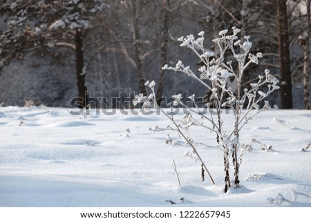 Scenic winter landscape or background with frozen plants and textured snow drifts in forest, closeup view