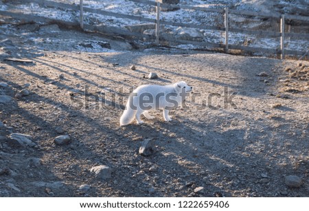 Arctic fox in a natural park in Norway, Langedrag Naturpark.