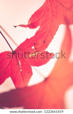 Close up of red leaves with a blurry background