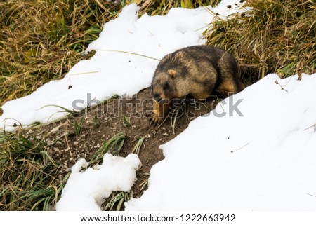 a picture of a Marmot in the snowy mountains in kyrgyzstan