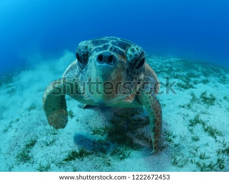 turtle underwater very close up portrait face