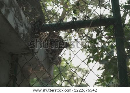 Leopard Behind Fence..