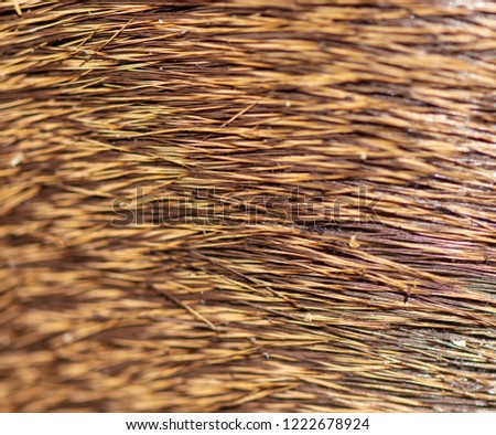 Wool on a deer as an abstract background .
