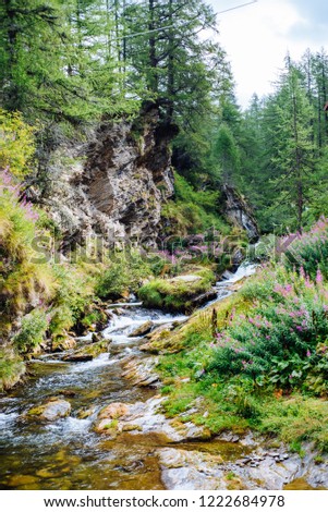 mountain river in the forest in summer, alpe Devero, Piedmont, Italy