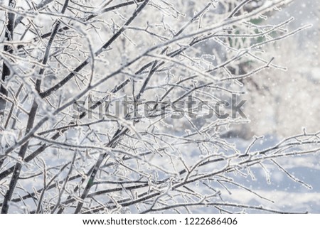 Trees covered with frost in nature. Falling snow. Winter forest. Winter greeting card. Winter fairy tale.