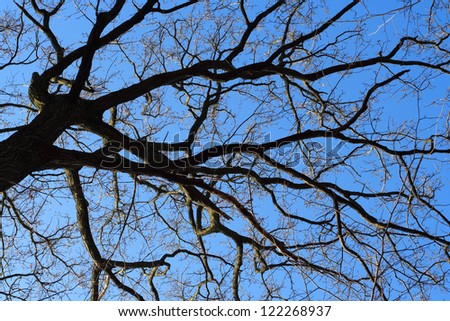 Branches of tree in winter
