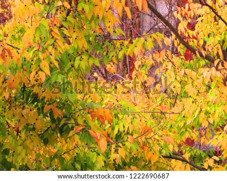 Autumnal landscape with leaf fall and pink sky- autumn background. Many bright yellow, golden, orange, red and green leaves on the tree. Autmn