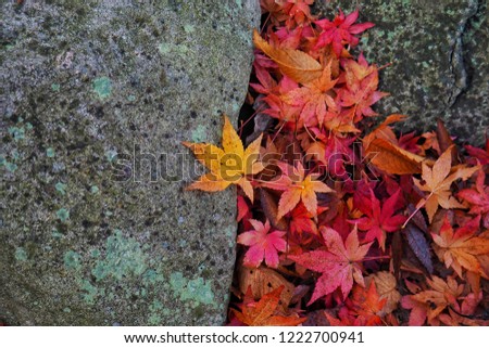Colourful of maple leafs during autumn in naejangsan national park,South Korea